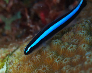 + Bluestripe Neon Goby