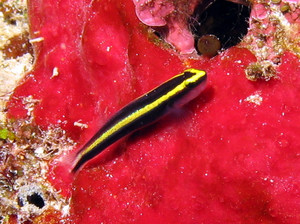 + Yellowstripe Neon Goby