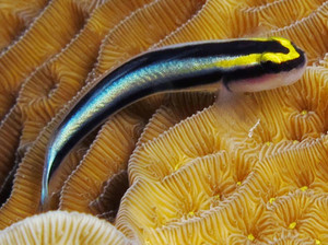 + Sharknose Goby