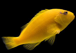 + Golden Hawk Fish
