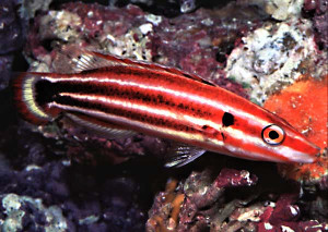 + Masuda's Hogfish