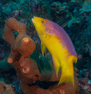 + Spanish Hogfish