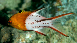 + Lyretail Hogfish