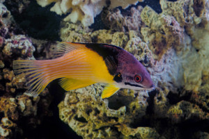 + Eclipse Hogfish