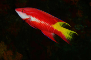 + Cuban Hogfish