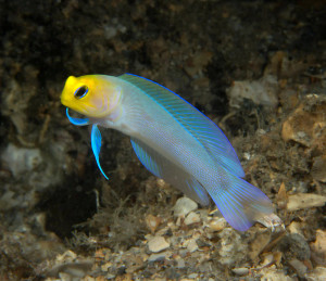 + Pearly Jawfish