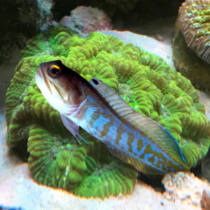 + Tiger Jawfish