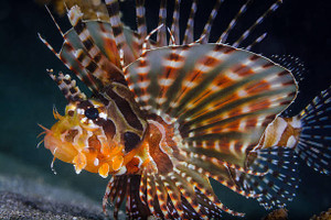 + Dwarf Lionfish