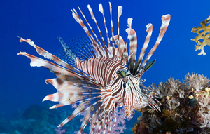+ Volitan Lionfish