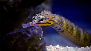 + Dragon Pipefish