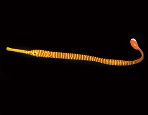 + Captive Bred Yellow Banded Pipefish