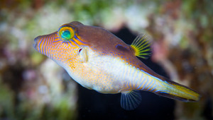 + Sharpnose Puffer