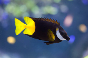 + Fiji Bicolor Foxface