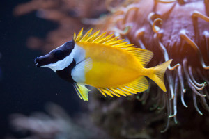 + Foxface Rabbitfish
