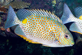 + Orangespot Rabbitfish