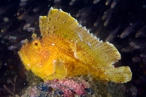+ Leaf Fish: Yellow