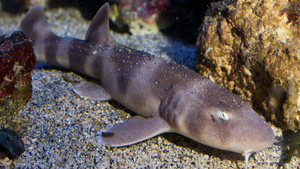 Grey/Brown Bamboo Shark