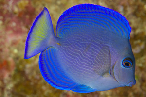 + Atlantic Blue Tang