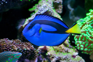 + Blue (Hippo) Tang