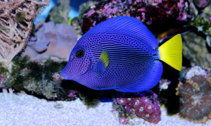 + Purple Tang