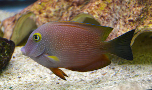 + Yellow Eye Tang