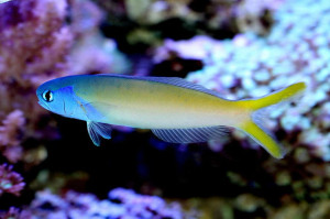 + Bluejaw Tilefish
