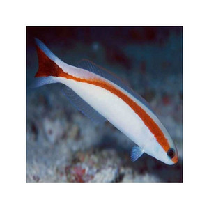 + Skunk Tilefish
