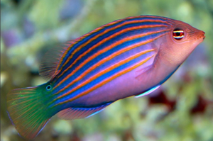 + Six Line Wrasse