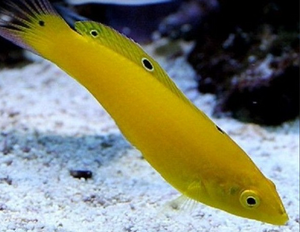 + Yellow Wrasse