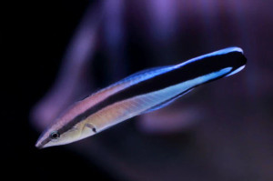 + Cleaner Wrasse