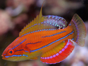 + McCosker's Flasher Wrasse