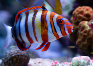 + Harlequin Tusk Wrasse