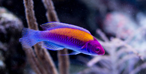 + Orange Back Fairy Wrasse
