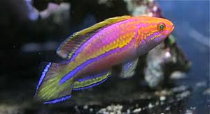 + Pintail Fairy Wrasse