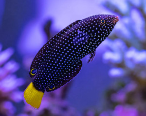 + Yellowtail Tamarin Wrasse