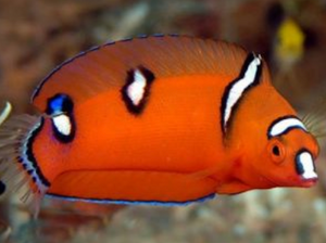 + Red Coris Wrasse: Juvenile/Adult
