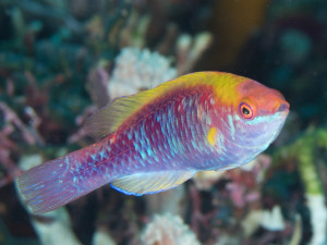 + Tricolor Fairy Wrasse