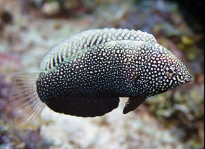 + Black Leopard Wrasse