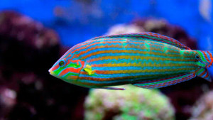 + Melanarus Wrasse: Male