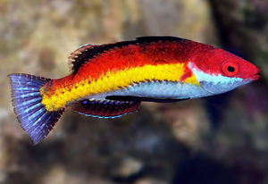+ Naoko's Fairy Wrasse: Male