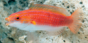 + Naoko's Fairy Wrasse: Female