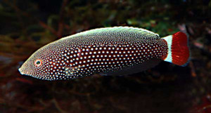 + Red Tail Tamarin Wrasse