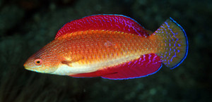 + Ruby Finned Fairy Wrasse