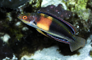 + Balteatus Fairy Wrasse