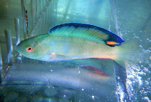+ Black Fin Fairy Wrasse