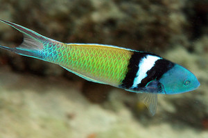 + Bluehead Wrasse: Male