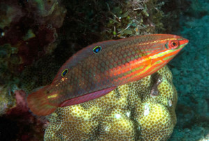 + Christmas Wrasse