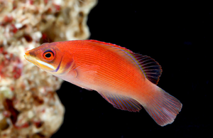 + Disappearing Wrasse