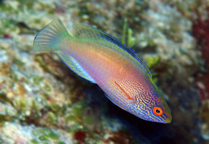 + Rhomboid Wrasse