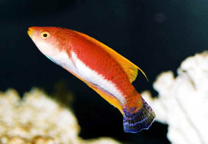 + Whipfin Fairy Wrasse